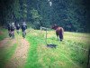 Rappen vs Drahtesel