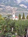 Südtiroler Apfelplantage